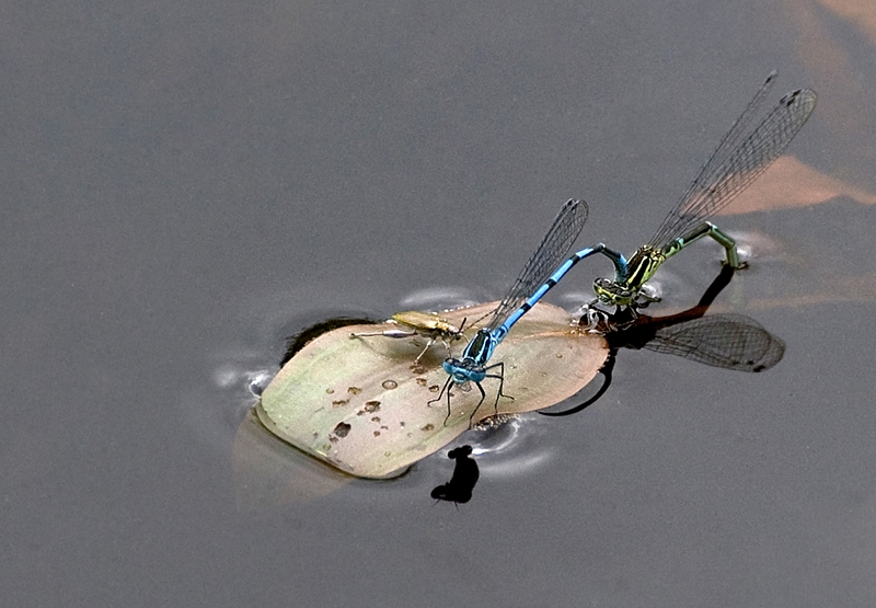 236 - DAMSELFLIES PAIRED NO 10 - POAD REGINALD - united kingdom.jpg